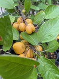 MALUS GOLDEN HORNET 33CM 