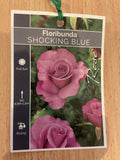 ROSE SHOCKING BLUE BARE ROOT 