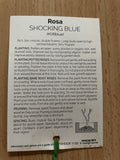 ROSE SHOCKING BLUE BARE ROOT 