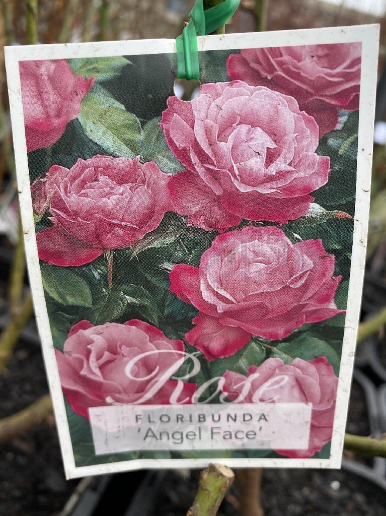 Angel Face Rise ROSE ANGEL FACE 20CM – Poyntons Nursery