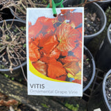 VITIS VINIFERA 20CM