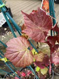 VITIS VINIFERA 20CM