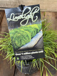 ACACIA LIMELIGHT 20CM