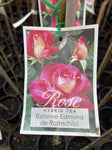 ROSA BARRONE DE ROTHCHILD BARE ROOT