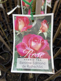 ROSA BARRONE DE ROTHCHILD BARE ROOT