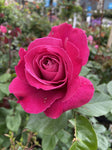 ROSA BARRONE DE ROTHCHILD BARE ROOT