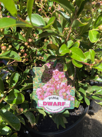 LAGERSTROEMIA DWARF PINK 20CM