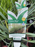DIANELLA CASSA BLUE 14CM