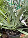 DIANELLA CASSA BLUE 14CM