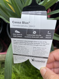 DIANELLA CASSA BLUE 14CM