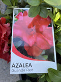 AZALEA GUANDA RED 17CM