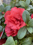 AZALEA GUANDA RED 17CM