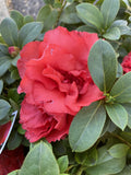 AZALEA GUANDA RED 17CM