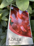 AZALEA GUANDA PINK 17CM