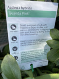 AZALEA GUANDA PINK 17CM
