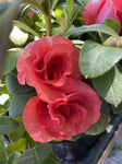 AZALEA GUANDA PINK 17CM