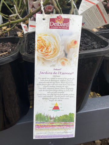ROSA DELBARD JARDINS DE L'ESSONNE BARE ROOT 