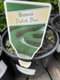 BUXUS SUFFRUITICOSA TUBES 