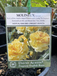 ROSA DAVID AUSTIN MOLINEUX 20CM