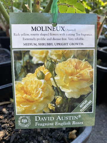 ROSA DAVID AUSTIN MOLINEUX 20CM