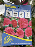 CAMELLIA PARADISE CAROLINE 20CM