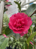 CAMELLIA PARADISE CAROLINE 20CM