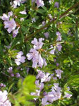 WESTRINGIA GLABRA 14CM