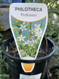 PHILOTHECA PROFUSION 14CM