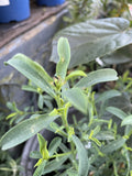 PHILOTHECA PROFUSION 14CM