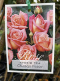 ROSE CHICAGO PEACE BARE ROOT