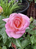 ROSE CHICAGO PEACE BARE ROOT