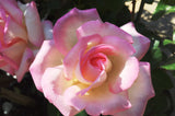 ROSA PRINCESS DE MONACO BARE ROOT 