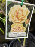 ROSE VALENCIA BARE ROOT