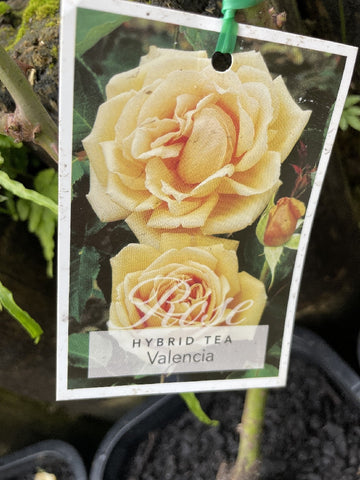 ROSE VALENCIA BARE ROOT