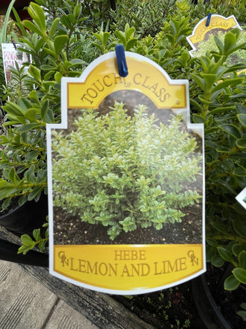 HEBE LEMON AND LIME 14CM