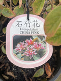 LOROPETALUM CHINA PINK 20CM