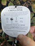 LOROPETALUM CHINA PINK 20CM