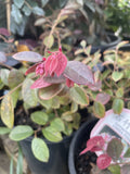 LOROPETALUM CHINA PINK 20CM