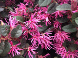 LOROPETALUM CHINA PINK 20CM