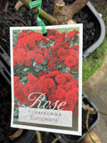 ROSE EUROPEANA BARE ROOT