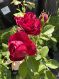 ROSE EUROPEANA BARE ROOT