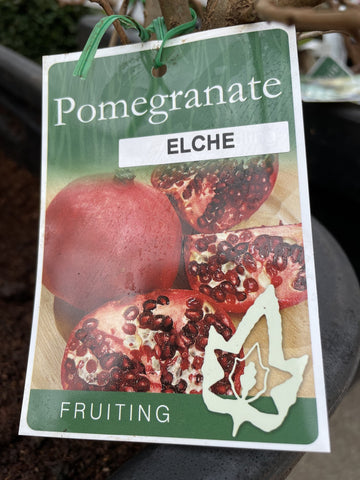 POMMEGRANITE ELCH BARE ROOT