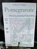 POMMEGRANITE ELCH BARE ROOT