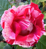 ROSE DELBARD HENRI MATISSE BARE ROOT 