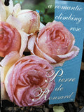 ROSE CLIMBING PIERRE DE RONSARD 20CM