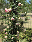 ROSE CLIMBING PIERRE DE RONSARD 20CM
