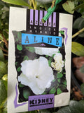 AZALEA ALINE 17CM