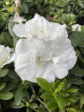AZALEA ALINE 17CM