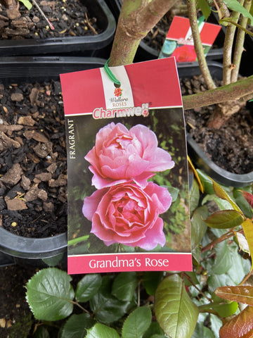 ROSA GRANDMAS ROSE 20CM 