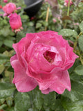 ROSA GRANDMA'S ROSE 20CM 